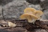 hlíva ústřičná (Houby), Pleurotus ostreatus, Pleurotaceae (Fungi)